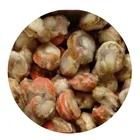 Sea Shell Frozen Scallops Fresh Sea Scallop Sea Shell With Roe