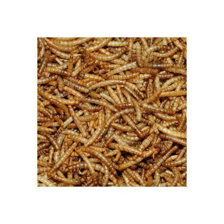 10kg mealworms