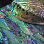 Pearl Shell Abalone DB002 Mother Of Pearl Shell Veneer Paua Abalone Paper Laminate Shell Sheet