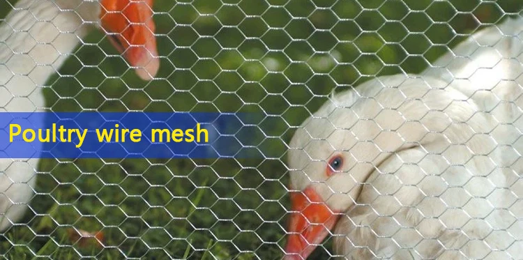 chicken wire mesh 