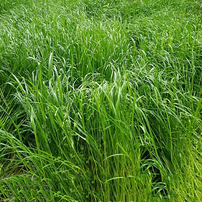 Cold Resistant English Ryegrass Seed To Benefit Pastures Or Farm Lands Buy עופות להאכיל היברידי זרעי דשא חציר Product On Alibaba Com