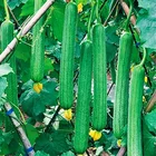 Seed Seeds High-yielding Hybrid From China Green Towel Gourd Seed Vegetable Seeds