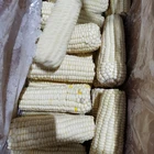Corn Corn Natural And Fresh Delicious Grains Full And Sweet Waxy Corn