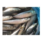 Fish Mackerel Fish Best Price Wholesale Frozen Pacific Mackerel Fish