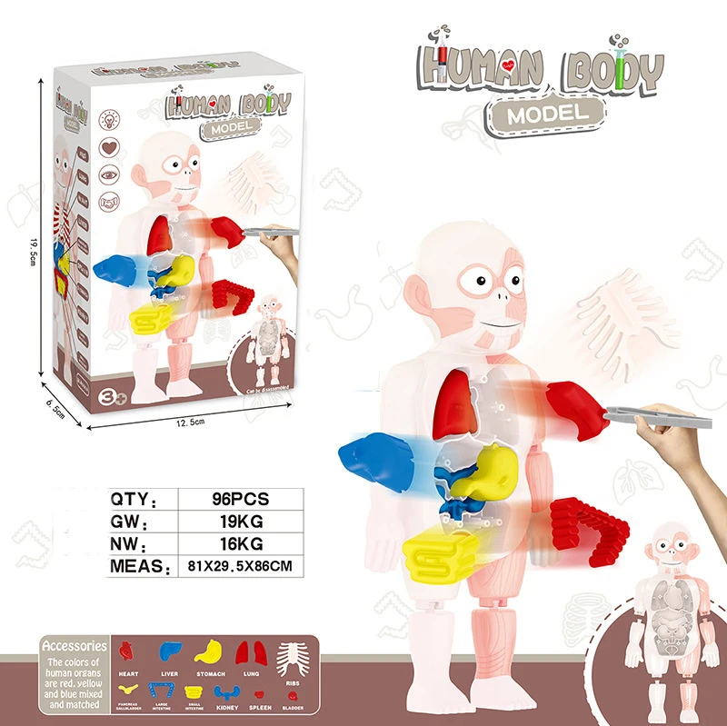 Factory Wholesale Human Organ NEW Teaching toys DIY Medical School Educational For Kids