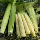 Corn Hot Sale Delicious Baby Corn Yellow Corn