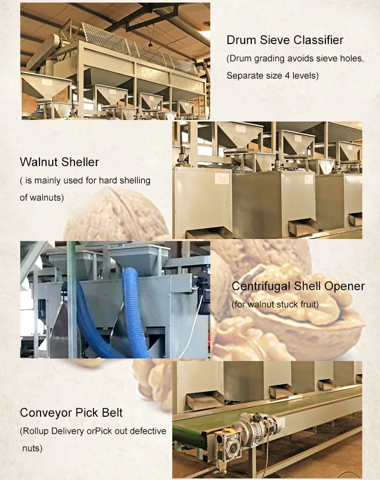 Cashew/Macadamia Nut Shelling Color Sorter Processing Machine Macadamia Nut Cracker factory