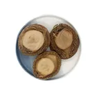 Abalone Wholesale Yellow Flat Round Food Abalone Star Fresh Abalone Price