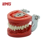 Model UMG Produce UM-A3 Standard Teeth Model Nissin