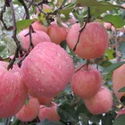 Fuji Apple Fujiapple Export High Quality China Fresh Fuji Apple Fruit