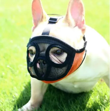 how to muzzle a french bulldog