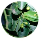 Natural 100% Pure Natural Linaloe Wood Oil Use For Good Raw Materials Of The Fungicide