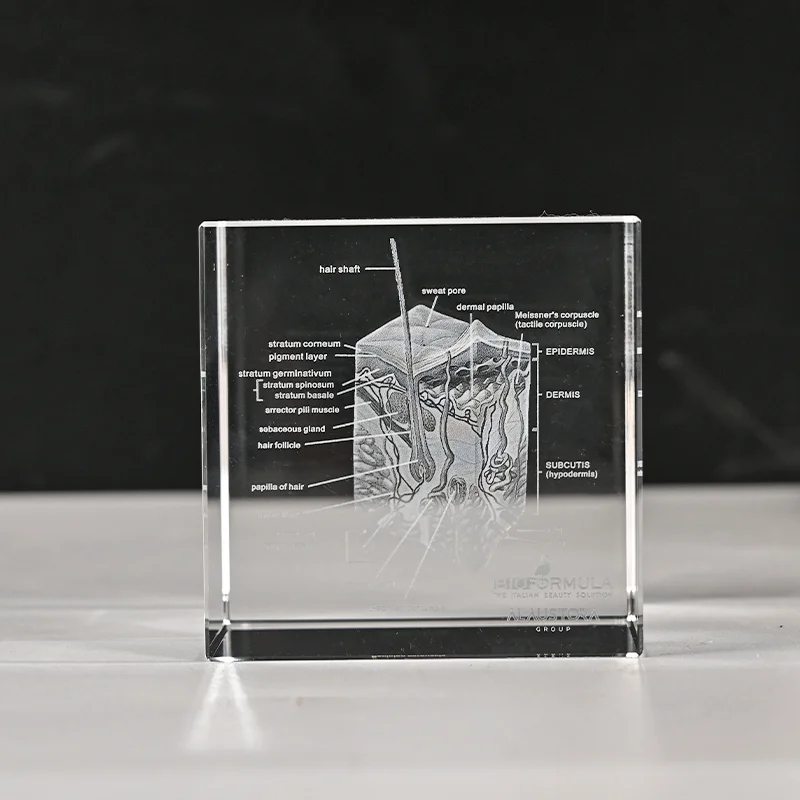 product 3d laser engraved human skin model k9 crystal medical teaching anatomical display block-8