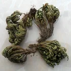 Dried Herb Jericho Flower Herb Doradilla /HERBA SELAGINELLAE /Selaginella Tamariscina