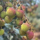 Fresh And Sweet Litchi In China/Litchi/Litchi For Sale