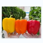 Seeds Sweet Pepper Agricultural Seeds Long Blocky Hybrid F1 Red Bell Sweet Pepper Seeds For Sale