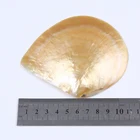 Shell Natural Craft High Polished Flashy Light Seashell Yellow Butterfly Shell