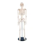 Model Model Model Portable Small-sized 85cm Human Teaching Anatomical Skeleton Model