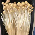 Mushroom Importers Mushrooms Detan Fresh Golden Enoki Exotic Mushroom