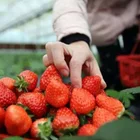 Light For Plant Light Fill Light Red And Blue For Strawberries