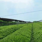 Green Tea Powder Green Tea Powder Matcha Green Tea Powder Factory Direct Supply High Quality With Nice Price