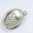 Handmade natural abalone shell sea shell natural decoration