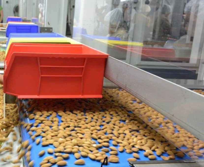 Organic Unshelled Roasted Almonds Freshly Picked Sweet Almond Nuts Hot Sale Food Grade Bulk Export Raw Almonds Natural Color