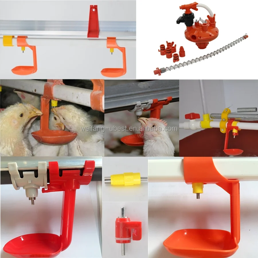 high quality automatic chicken farm for commercial poultry house