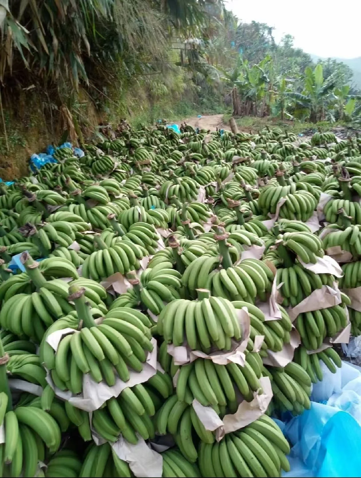 Premium Organic Cavendish Banana - Fresh Wholesale Export for Global Markets