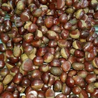 Green Shell 100% Natural Green Crop Raw Chestnuts With Shell