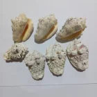 Shell Fish Swan Beach Shell Decoration Craft Gift Aquarium Fish Tank Decoration Supplies Kids Toys