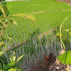Rice High Quality Natural Delicious Long Grain Farm Rice Milling Rice Farm Product