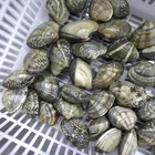 Shellfish Clam Clams Manufacturers Wholesale Shellfish Clam Delicious Little Clams