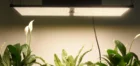 Corn Grow Lights 240 Pre-Wired Rita Fang Rita 288 240 Watt Quantum Lm301B Corn Grow Light