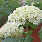 Rose 20g Hydrangea Valentine's Gift Box Proposal Eternal Flowers Gifts Box Rose Preserved Flower