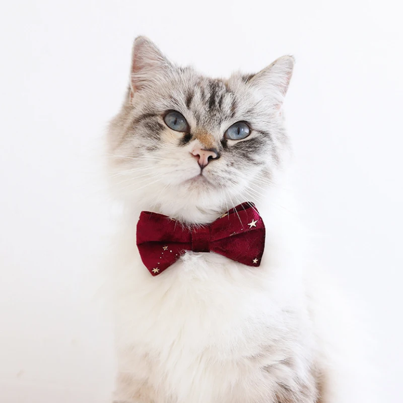 scratch resistant cat collar