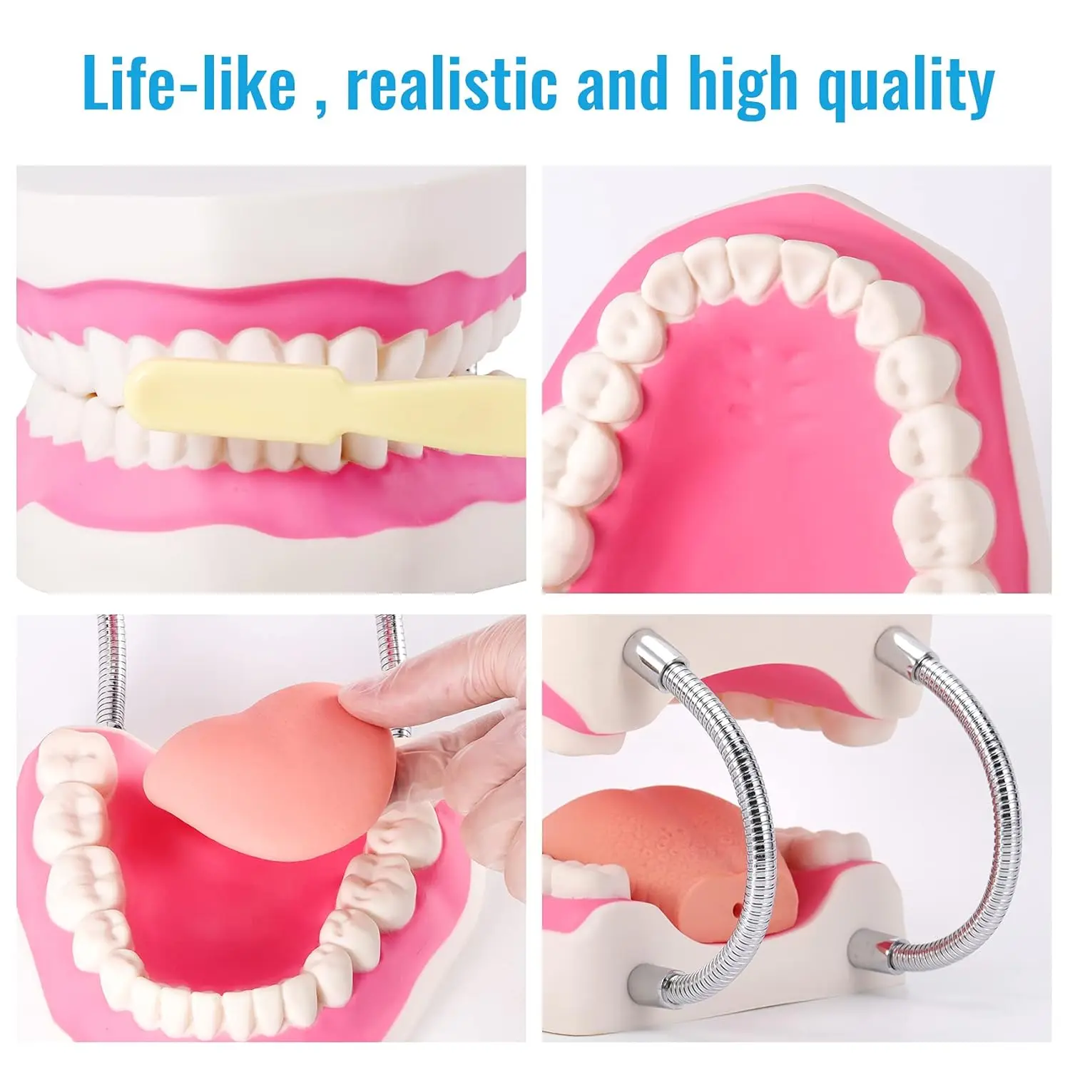 6 Times Enlarge Mouth Model Brushing Teaching Dental Teeth Model