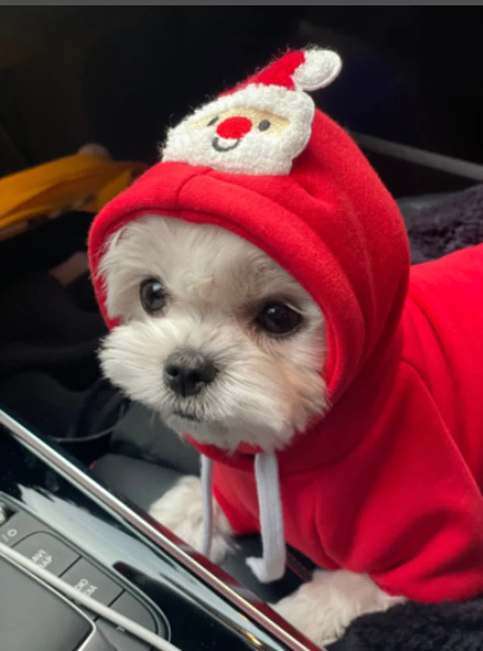 Christmas Cute Fall Winter Dog Hoodies Pet Two Legs Clothes