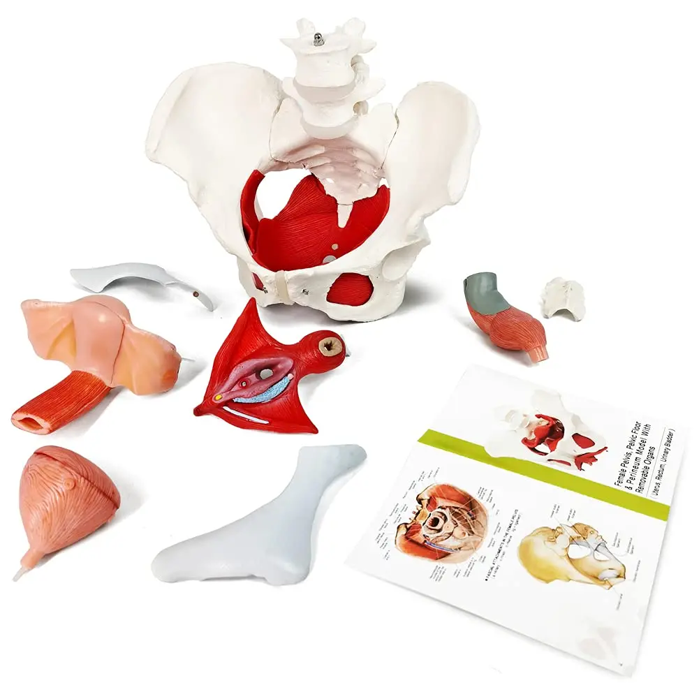 Female Pelvis And Perineum Model With Removable Organs Magnetic