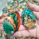 Abalone Shell Shells Hot Sale Natural Rainbow Color Abalone Shell Crafts Flashy Light Abalone Shells