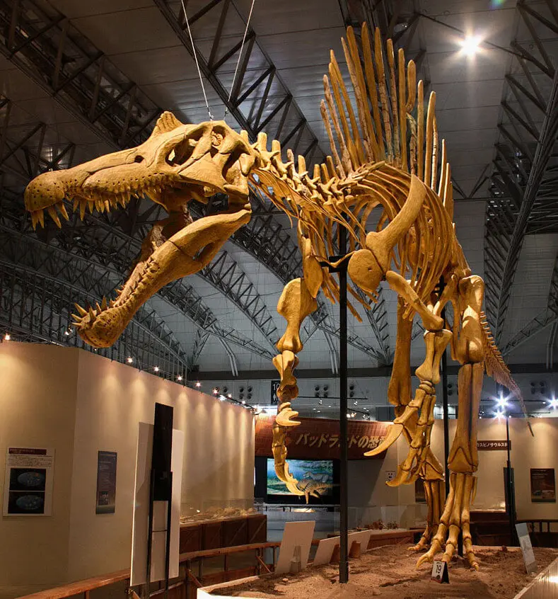Mijn Dino D01 Museum Kwaliteit Skelet Model Van Dinosaurus Spinosaurus Fossiele - Buy Kwaliteit Dinosaurus Skelet,Skelet Model Van Dinosaurus Spinosaurus,Dinosaurus Fossiel on