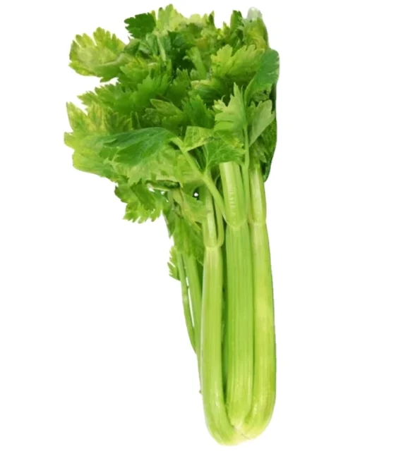 newest crop fresh celery high quality green vegetable celery