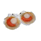 Sea Shell Hot Selling Export Fresh Shellfish Meat Large Sea Frozen Half Shell Scallop