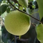 Pear Hot Sale Wholesale Delicious New Pear Good Quality Fresh Pear