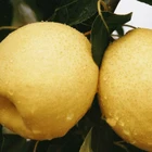 Pear Pear Fresh Pear Fruit Cheap Wholesale Price Pear