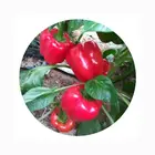 Chilli Factory Direct Red Sale Dry Hot Flakes Chilli Crushed Pieces Dry Crush Chilli