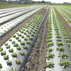 And Pe Film Black Film Silver And Black Agriculture PE Plastic Mulch Film