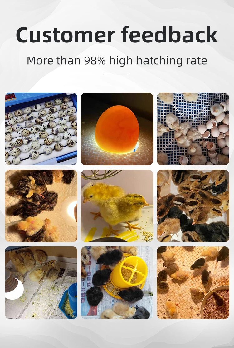 Capacity Eggs Incubator Fan, 64PCS, 110v, PP - detail 20