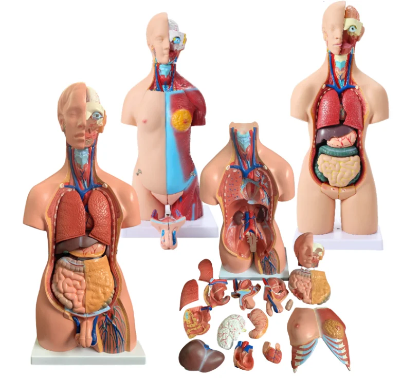 Medical Anatomical Model Hot Sale 55cm Human Body Muscles With Internal