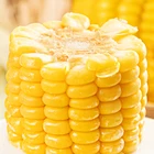 Best Price IQF Frozen Sweet Corn On The Cob